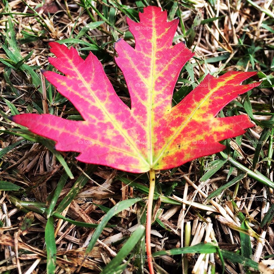 Beautiful Fall Color