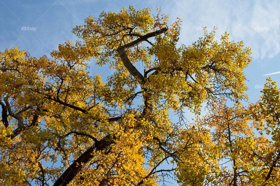 sun rays in the forest