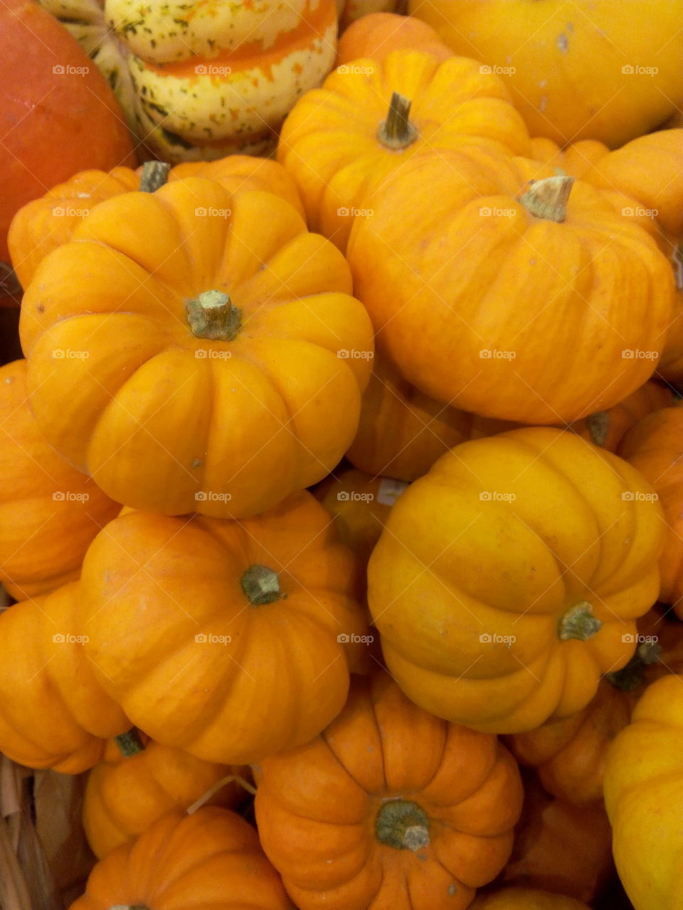 Plenty of small pumpkins - Fall vegetables - Halloween