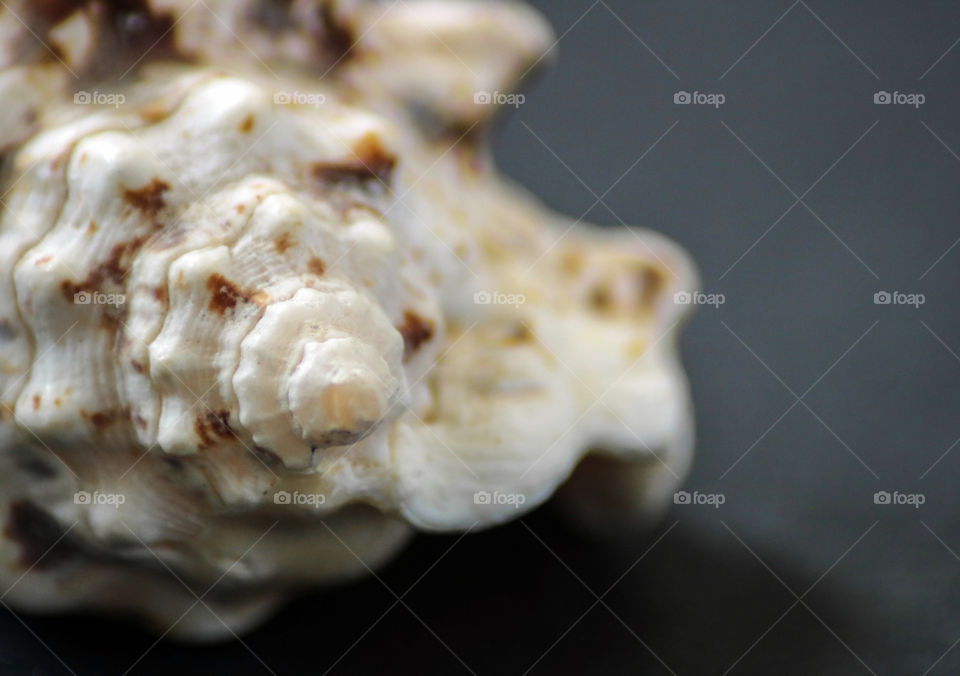 Sea Shell Macro Shot