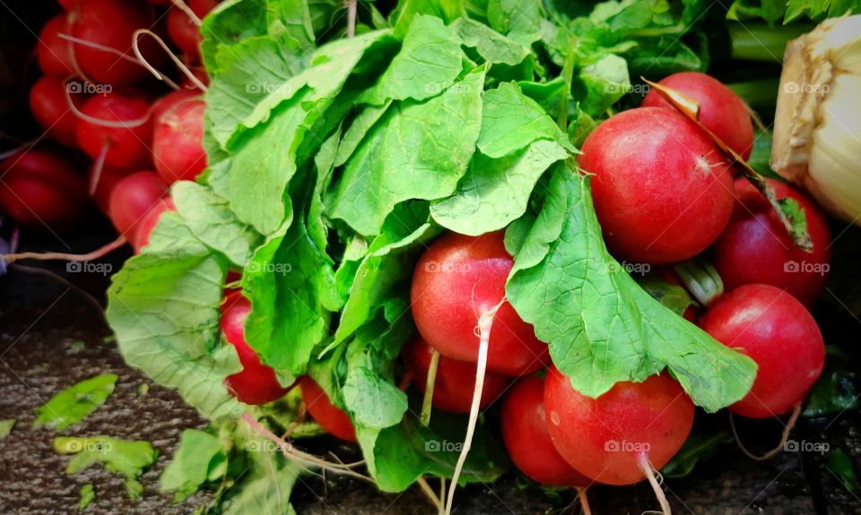 Radish