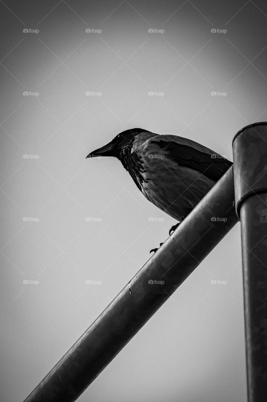Crow resting on the iron pole