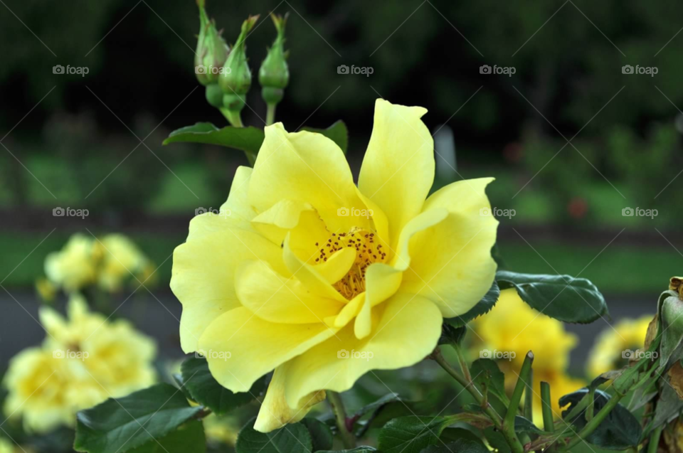 yellow nature plant single by micheled312
