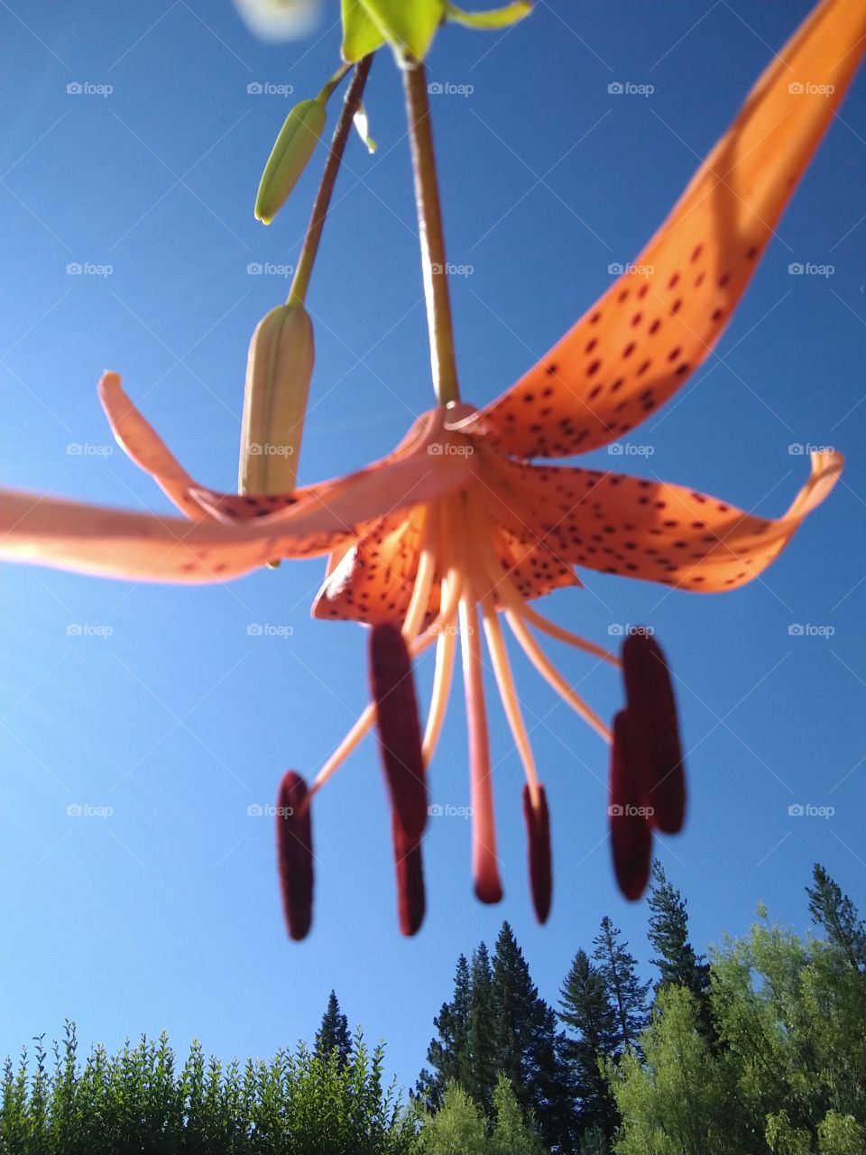 tiger Lily flower
