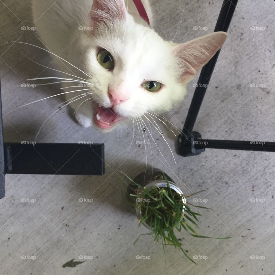 Stella. She was excited that she got to eat her cat grass