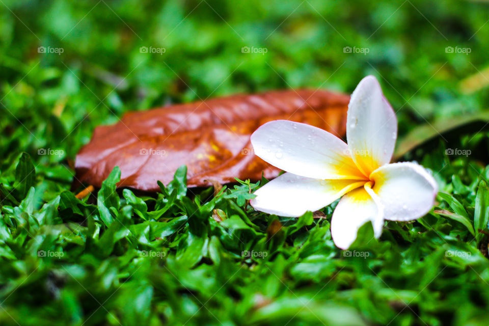 Flower and leaves that fall in the green grass