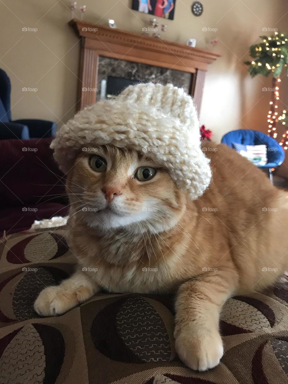 funny cat in a knitted hat