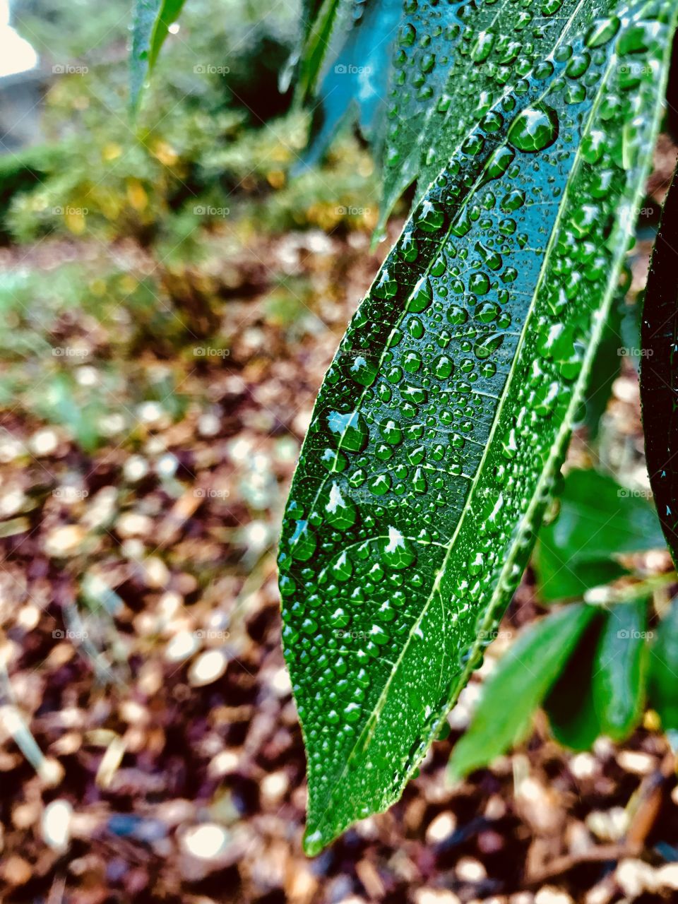 Dew leaf