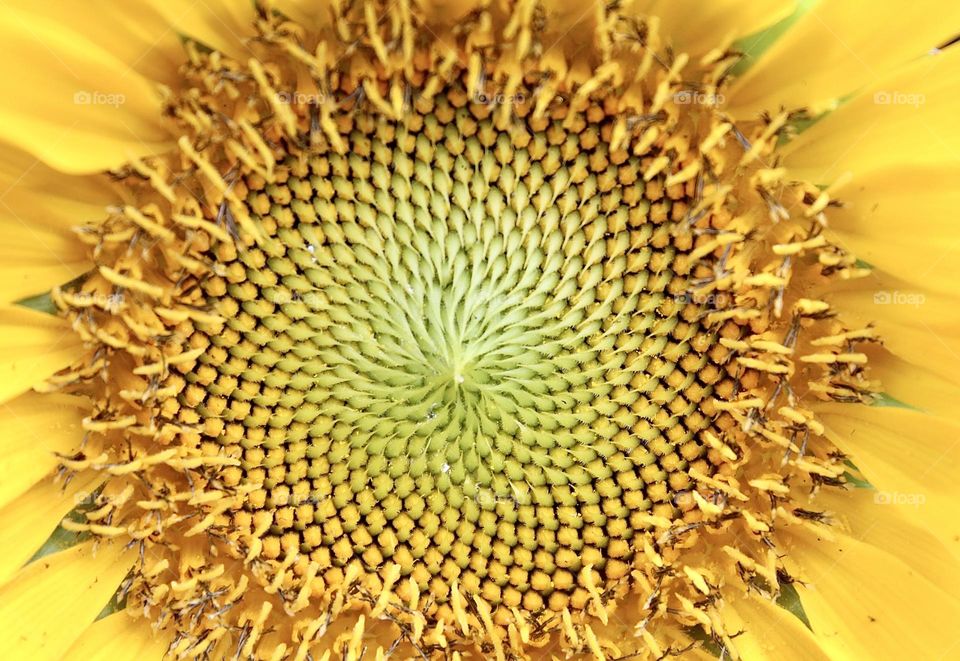 Cover me in sunshine 