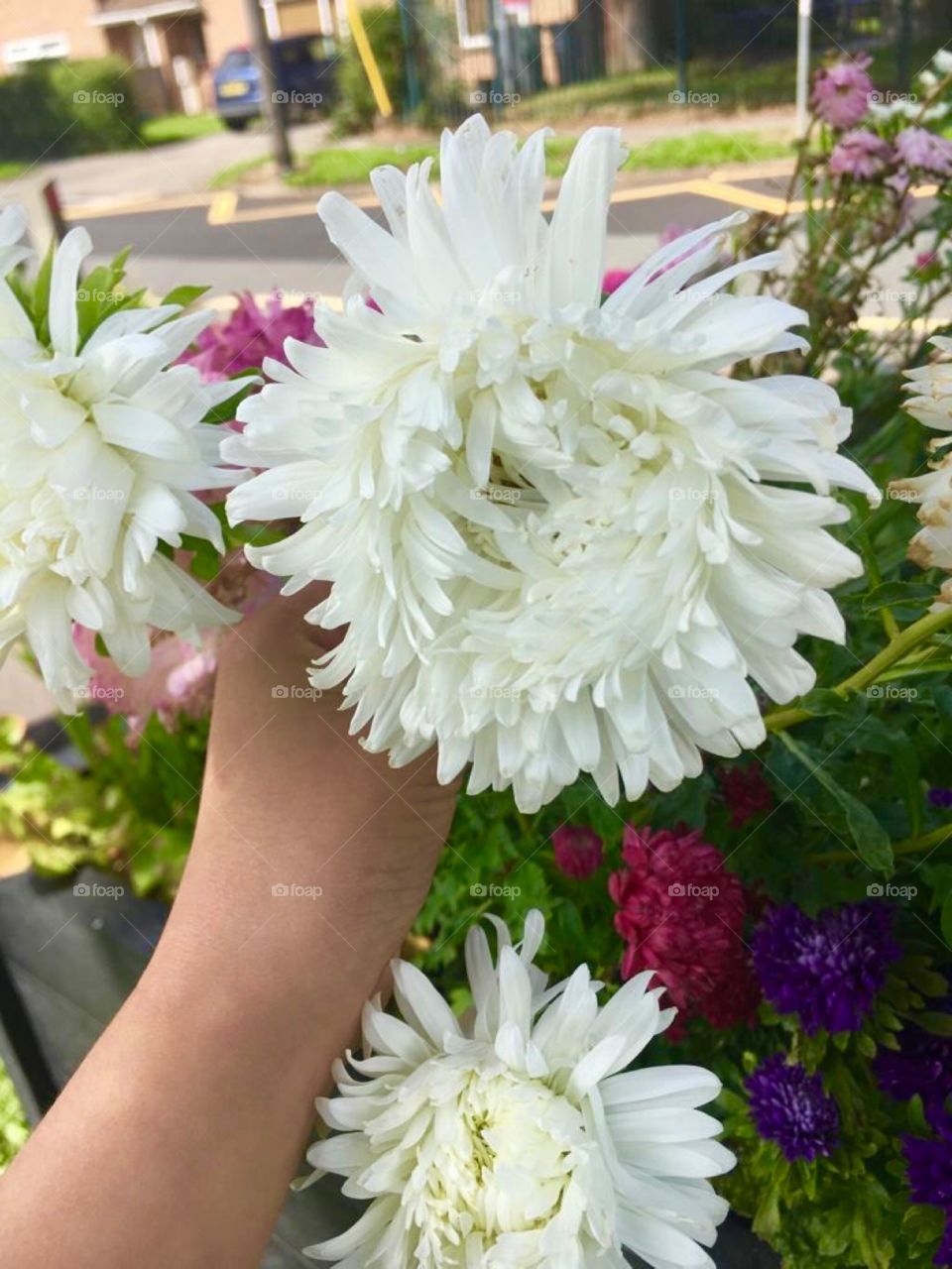Chrysanthemums 
