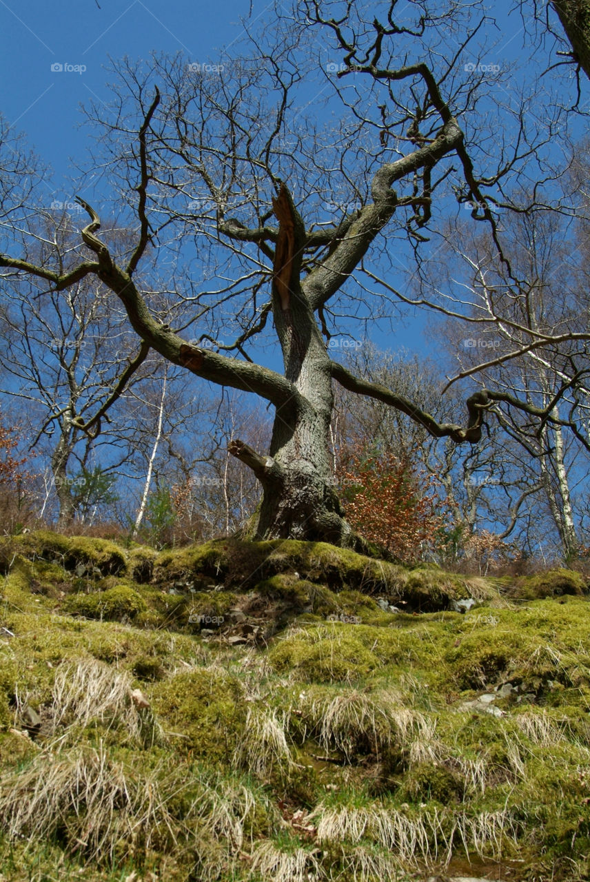 Tree at Aira Force, Lake District, UK