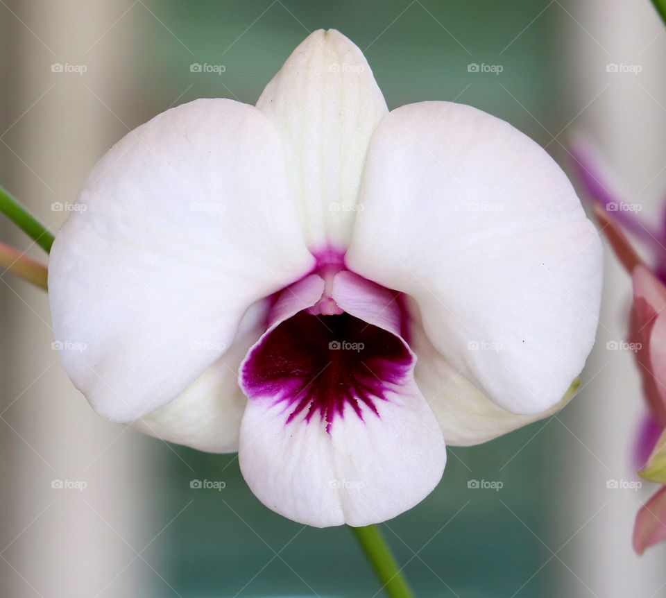 White orchid.