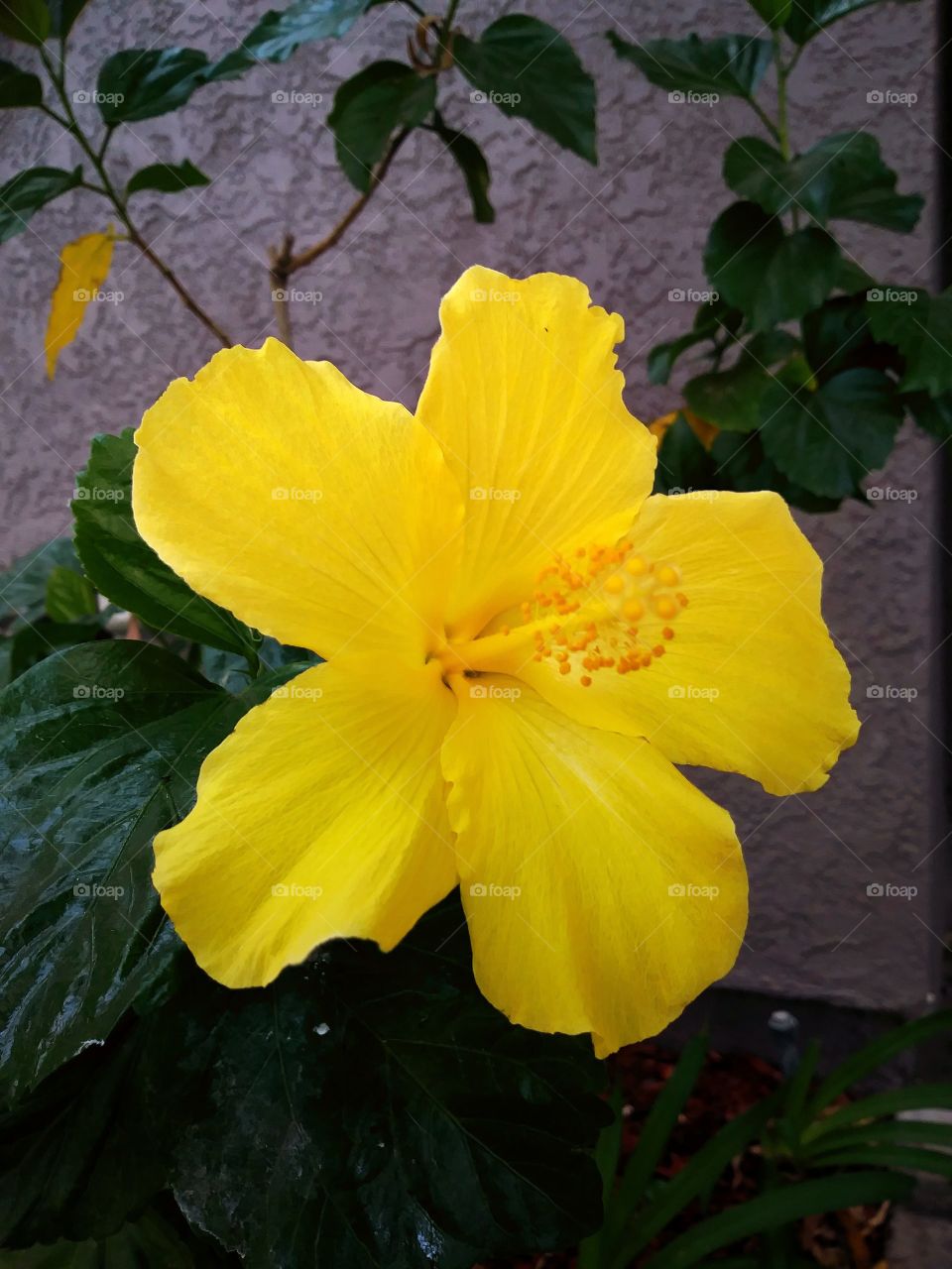 Yellow Hibiscus Flower Blooming