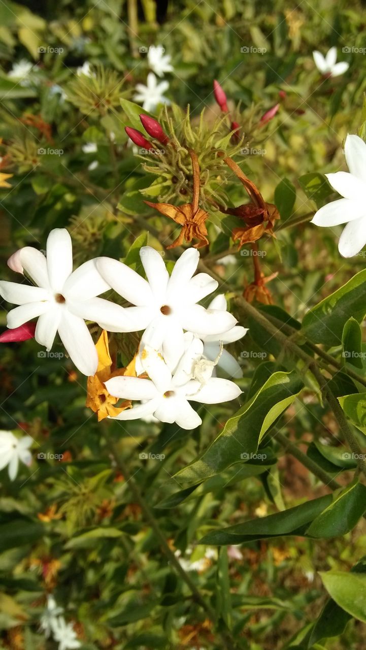 flower