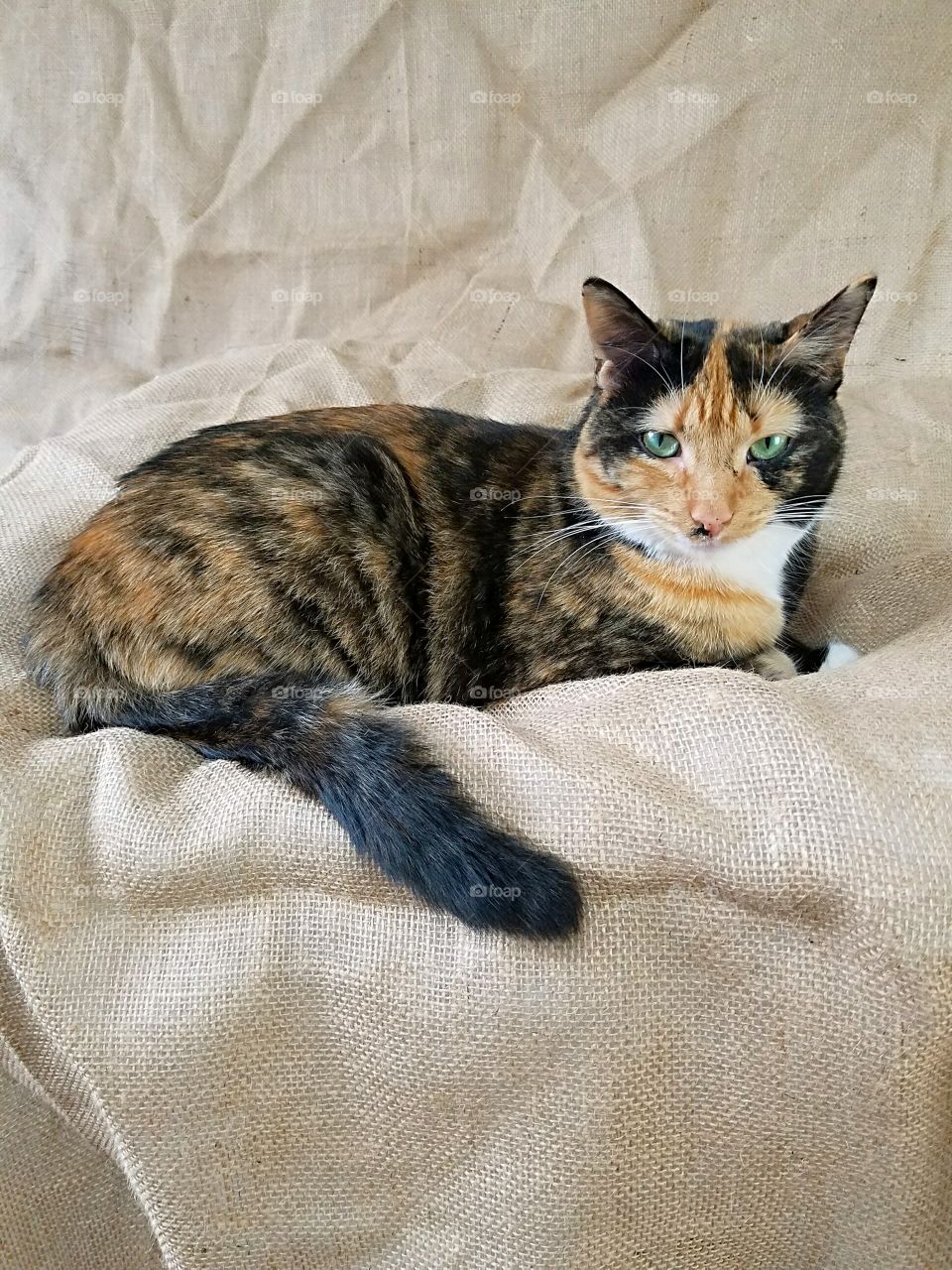 My Calico