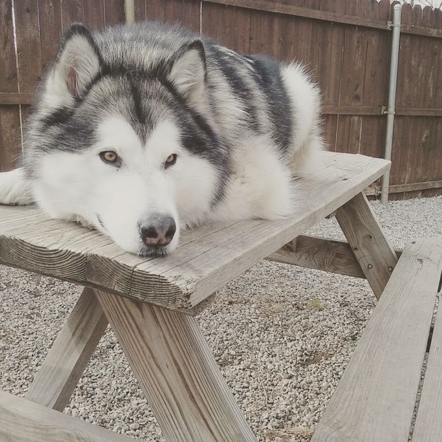 Handsome Malemute