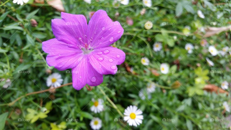 Purple flower after the rain