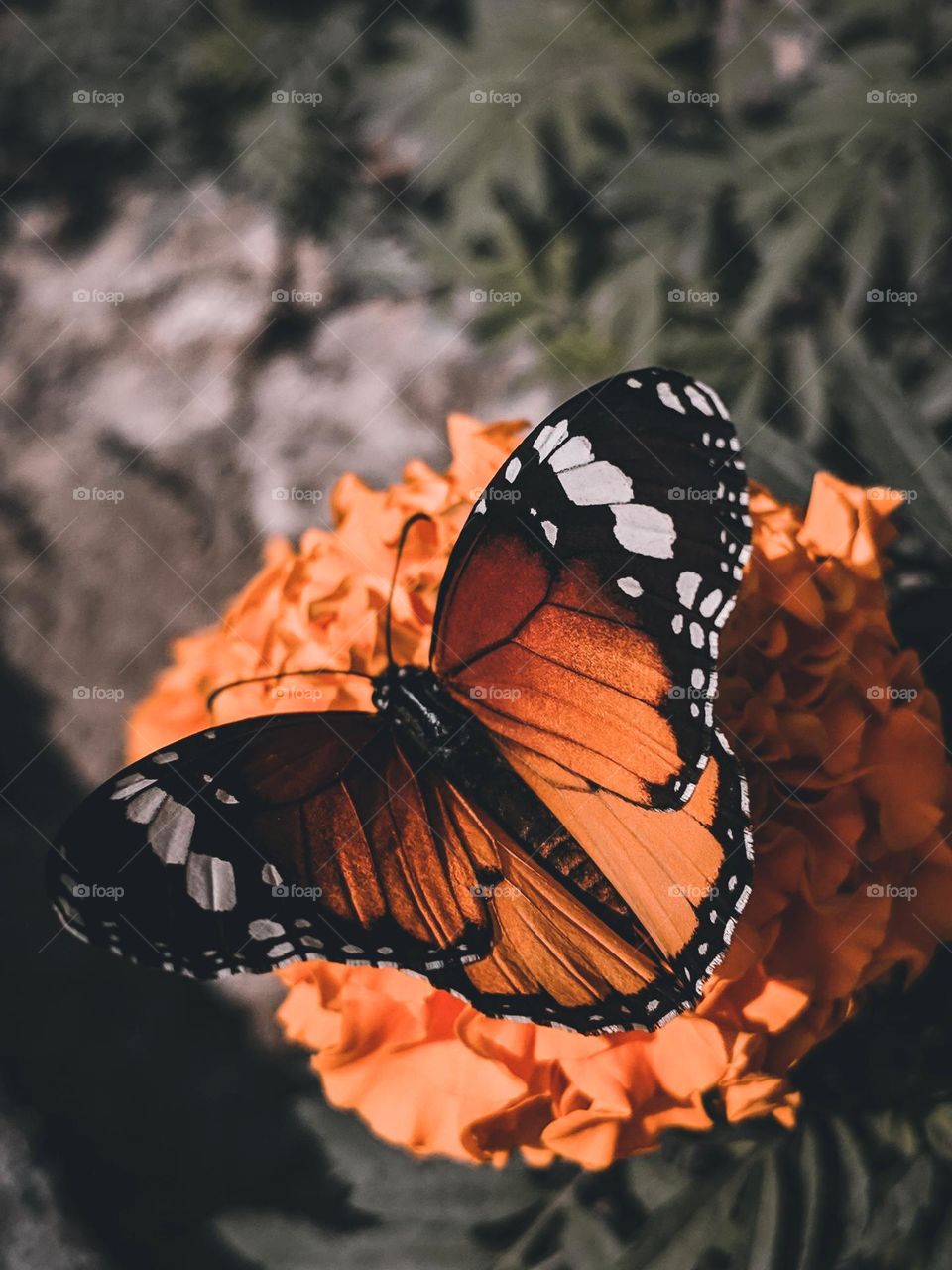 Beautiful and colourful butterfly