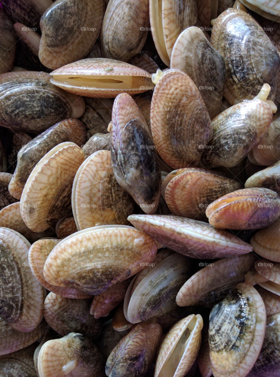 white clams