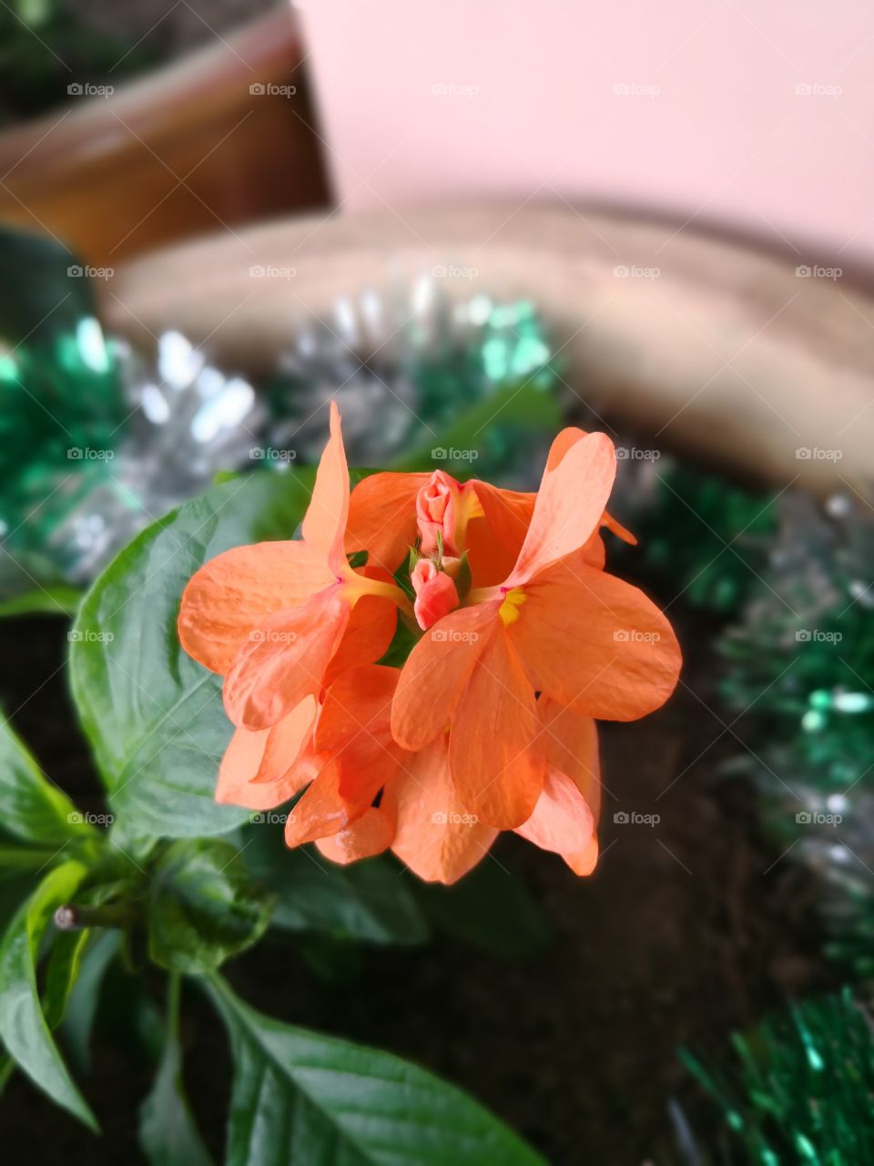 Orange flower