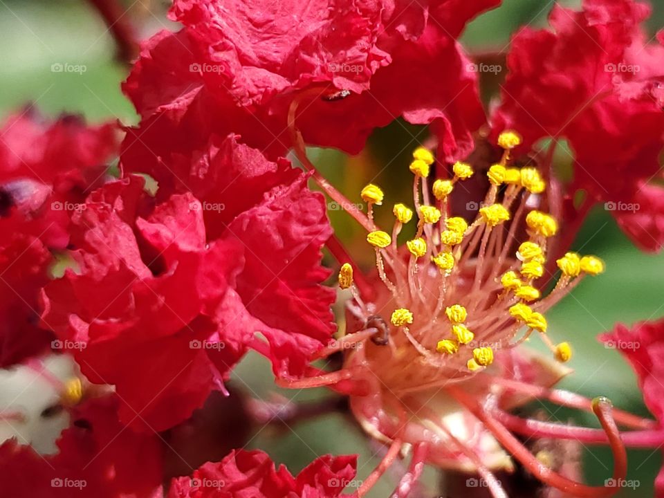 Close up of Emerald Empire's Garnet Queen crapemyrtle flower