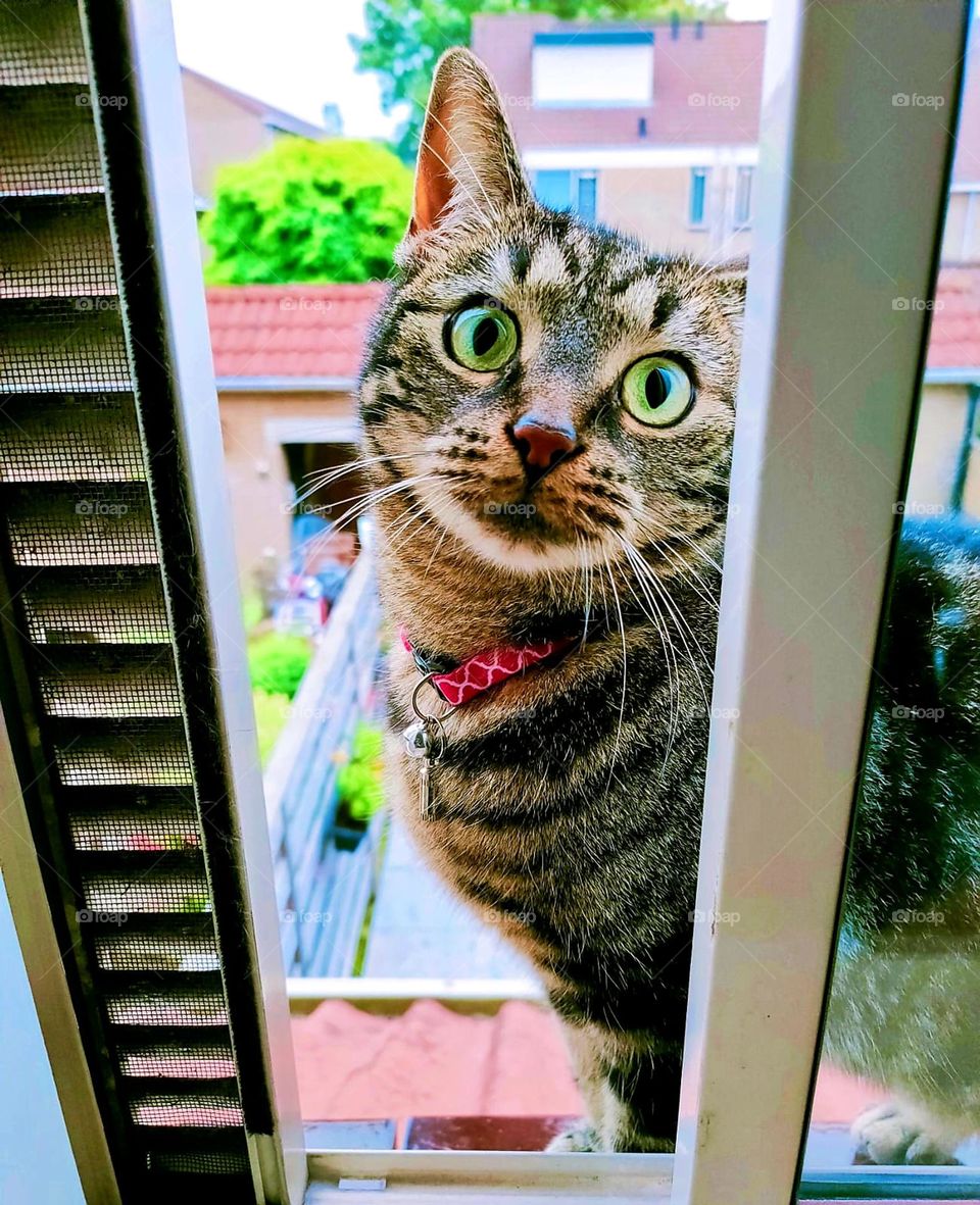 cat on a window ledge