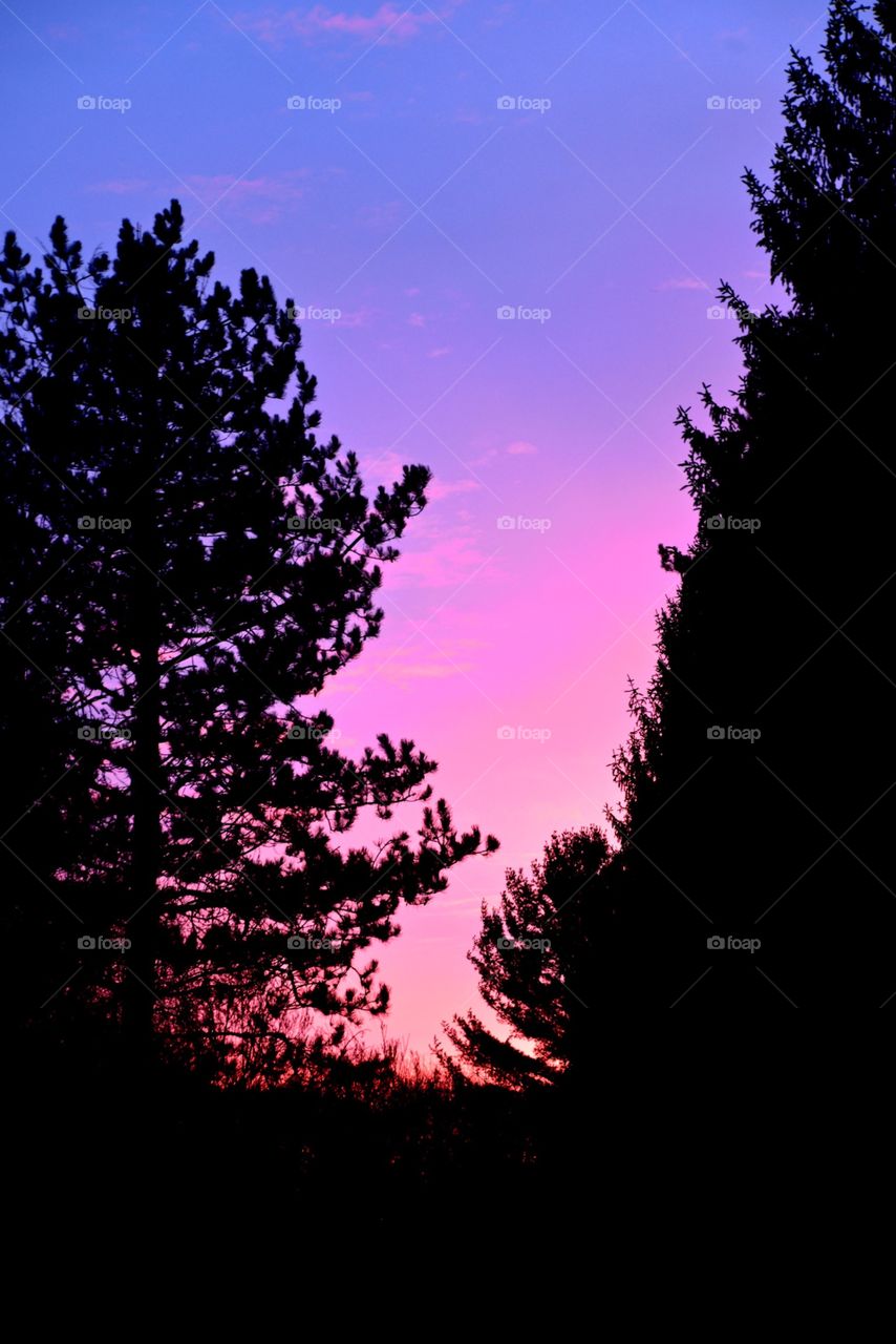 Evening in the forest