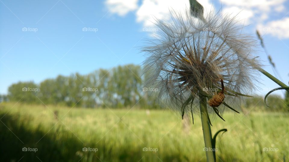 field of dreams