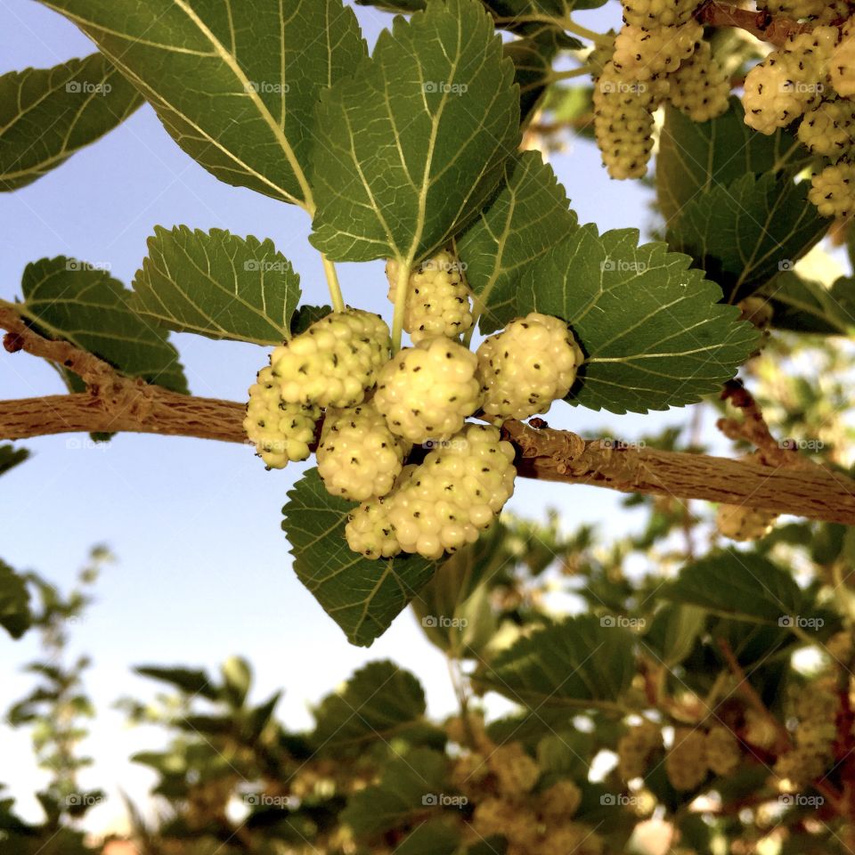 white mulberry 