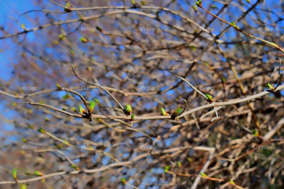 buds. Springtime in lancaster pa 
