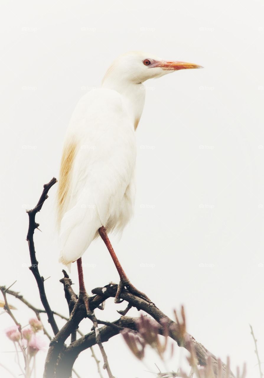 Little egret in a tree.