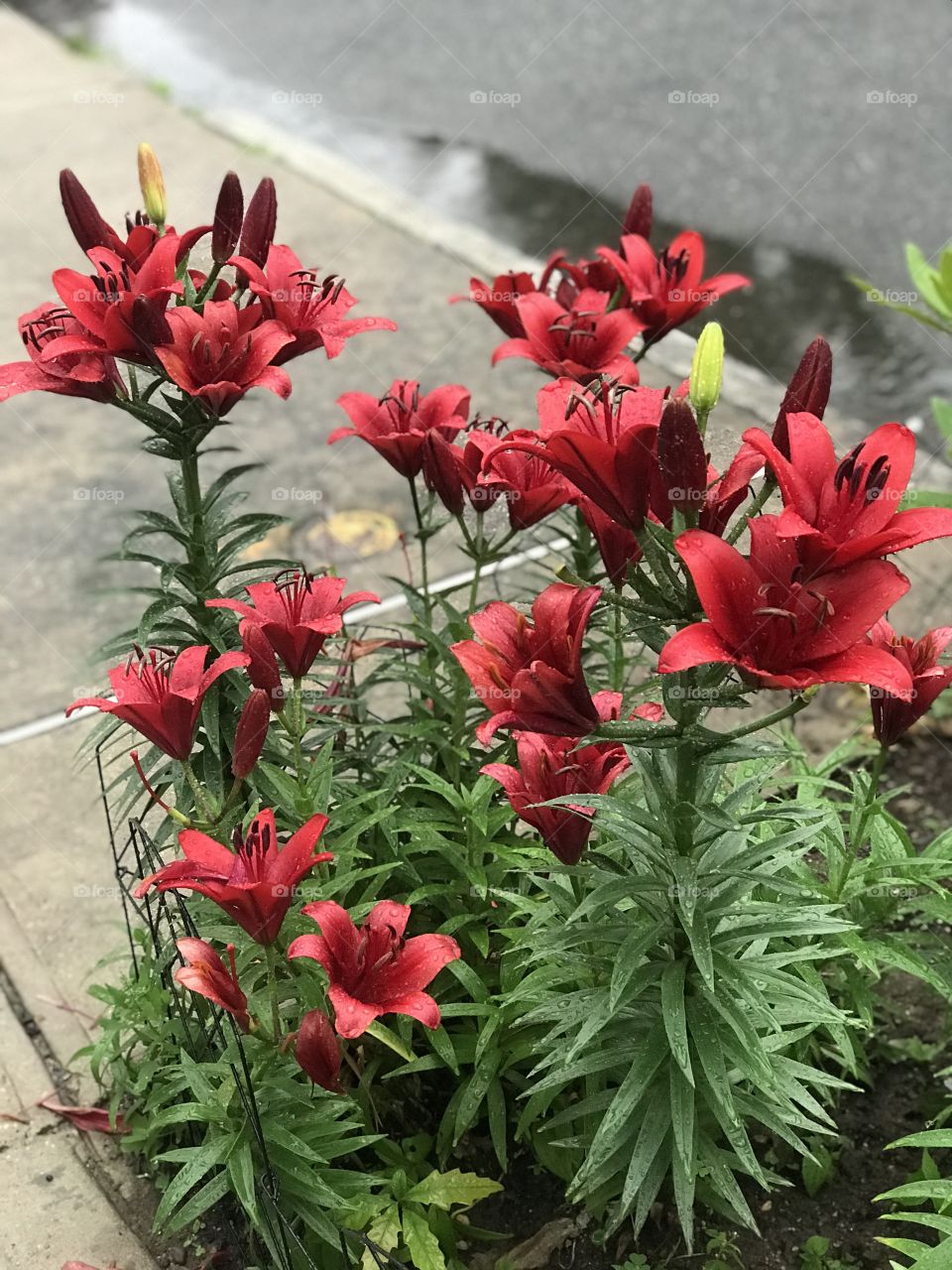 Rain is beautiful 🌈