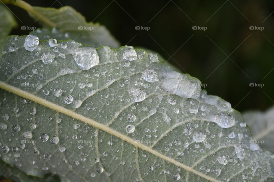 dew on leaf