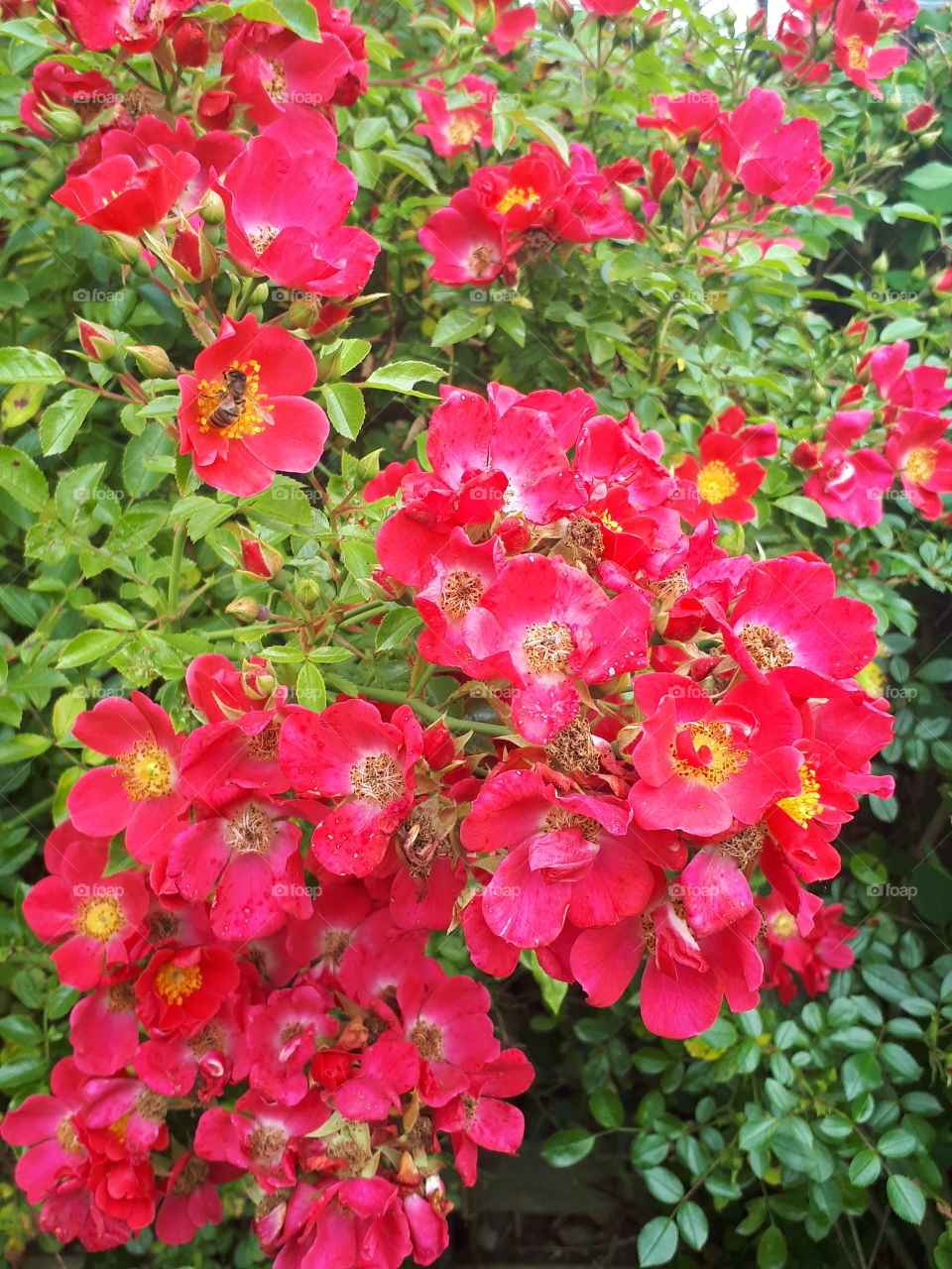 Red Rose Bush