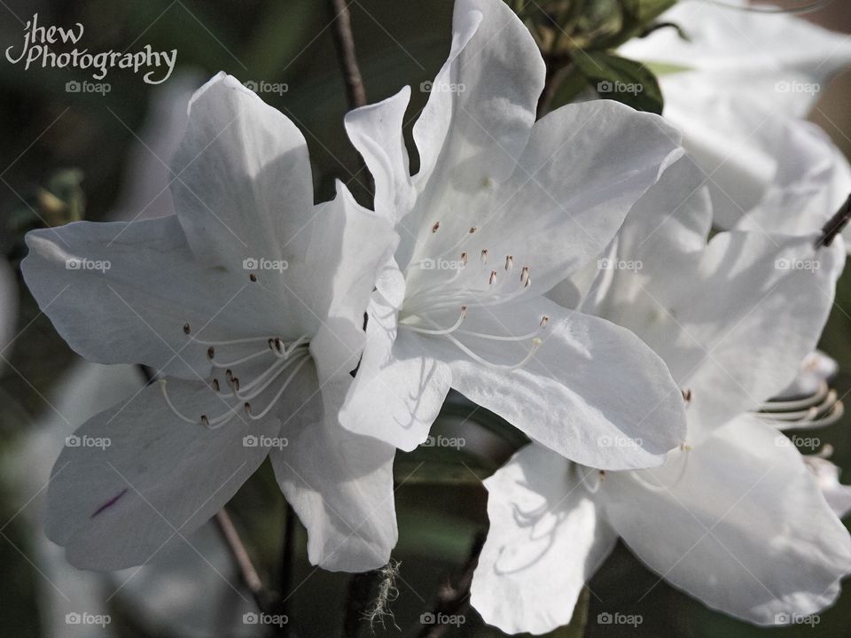 White Azaleas