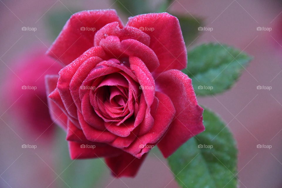 miniature red rose