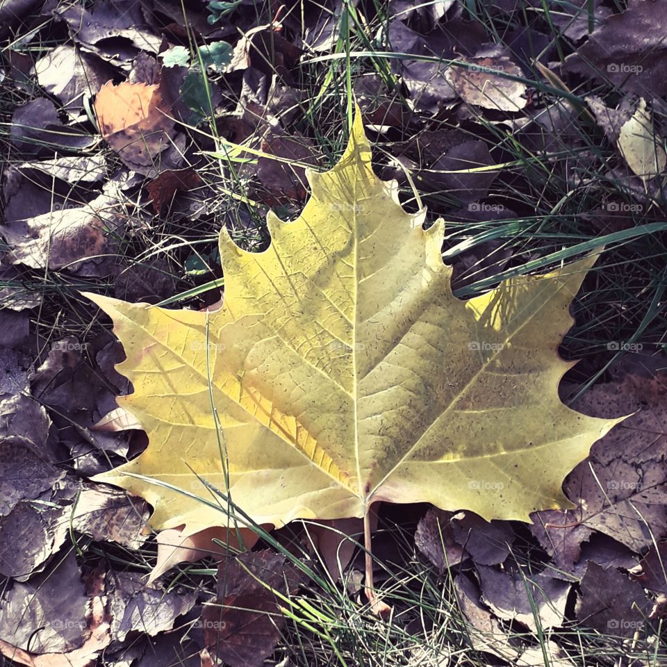 sunlit yellow platan  leaf lying on brown birch leaves