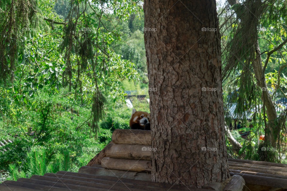Cute little red panda behind a tree
