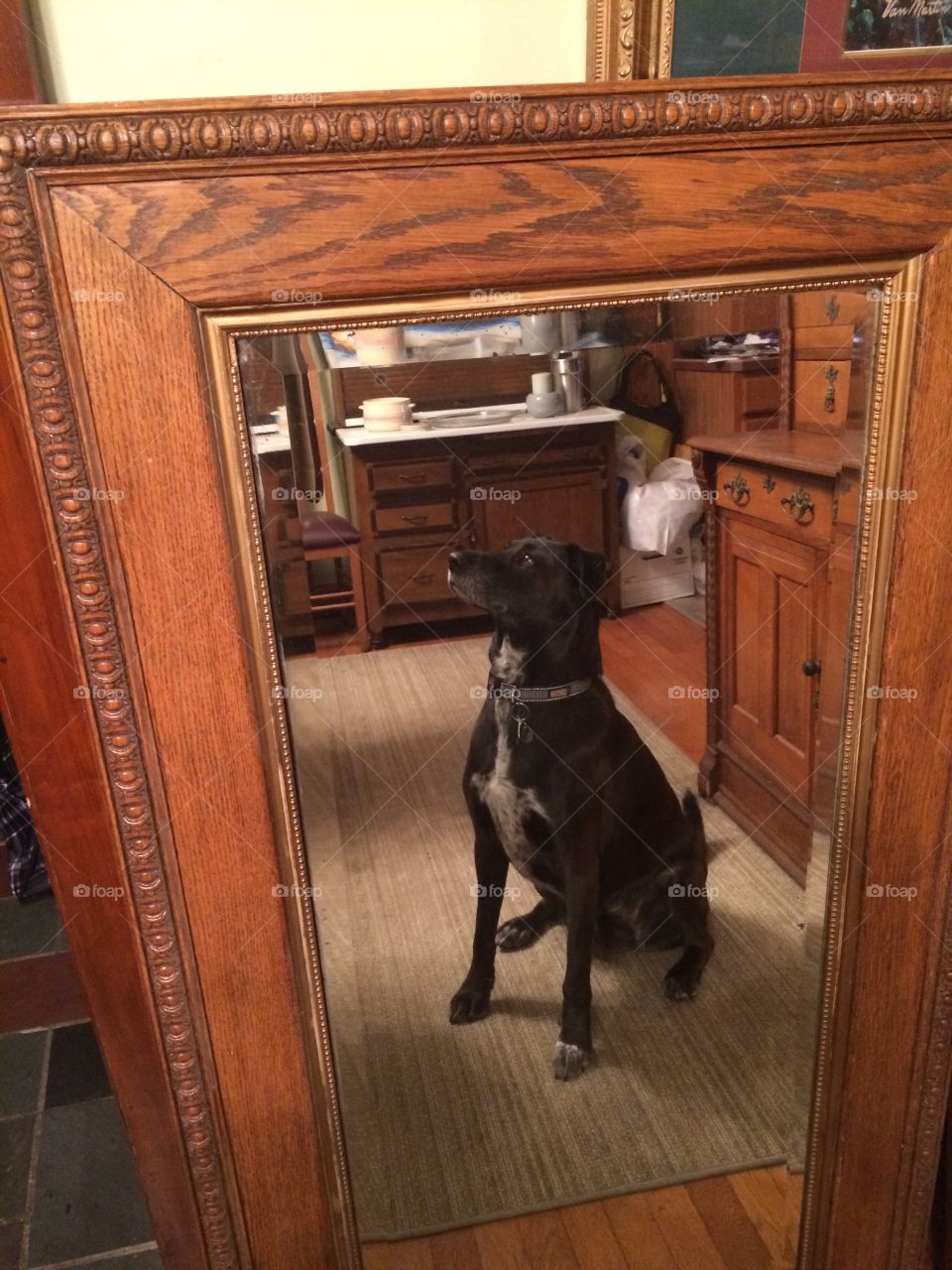 Dog in Mirror
