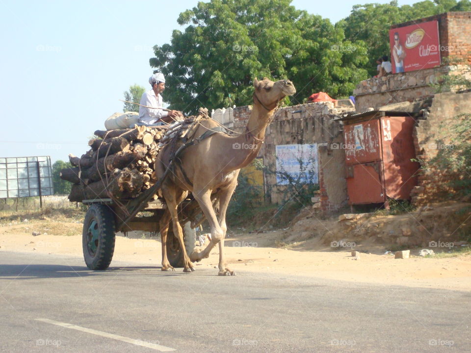 Camel in the street 