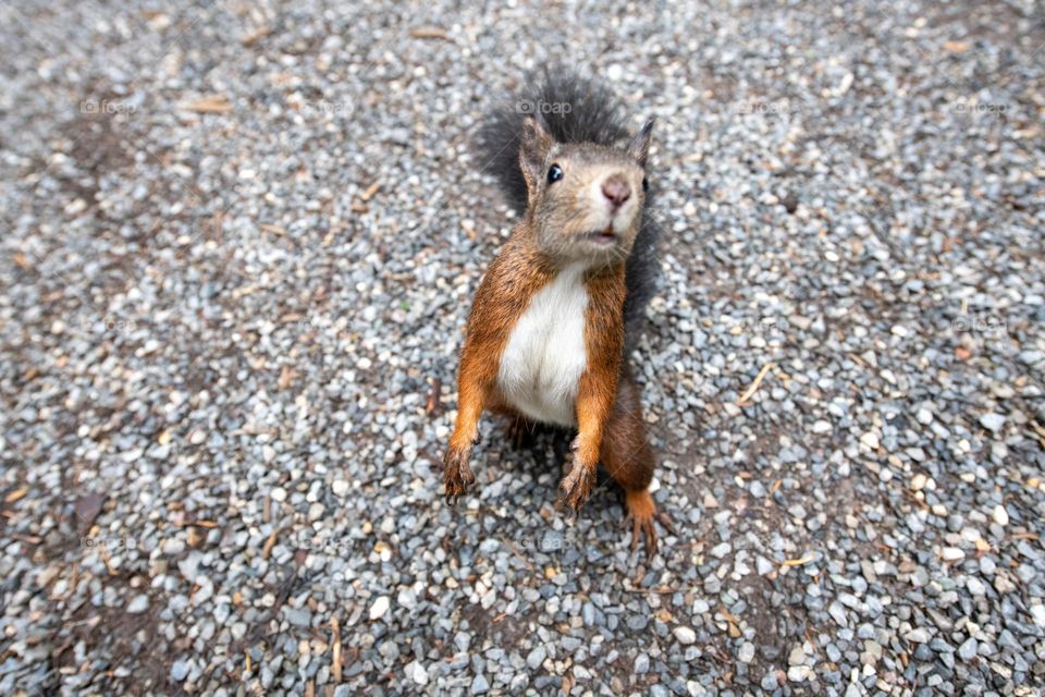 Squirrel wants food