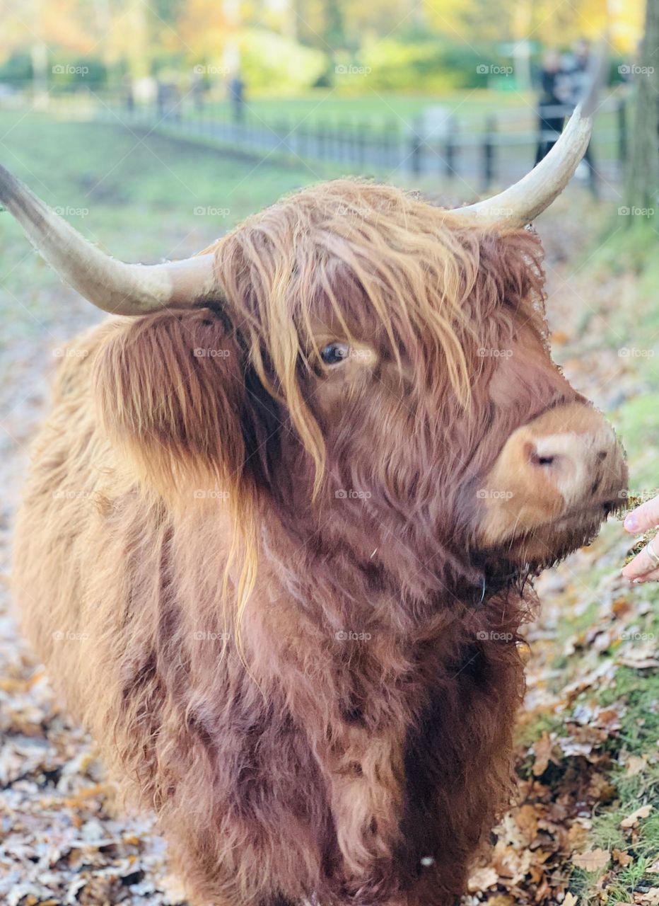 Highland cattle