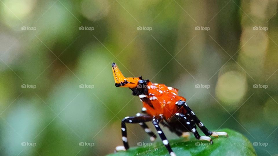 Colour full insect on a leaf