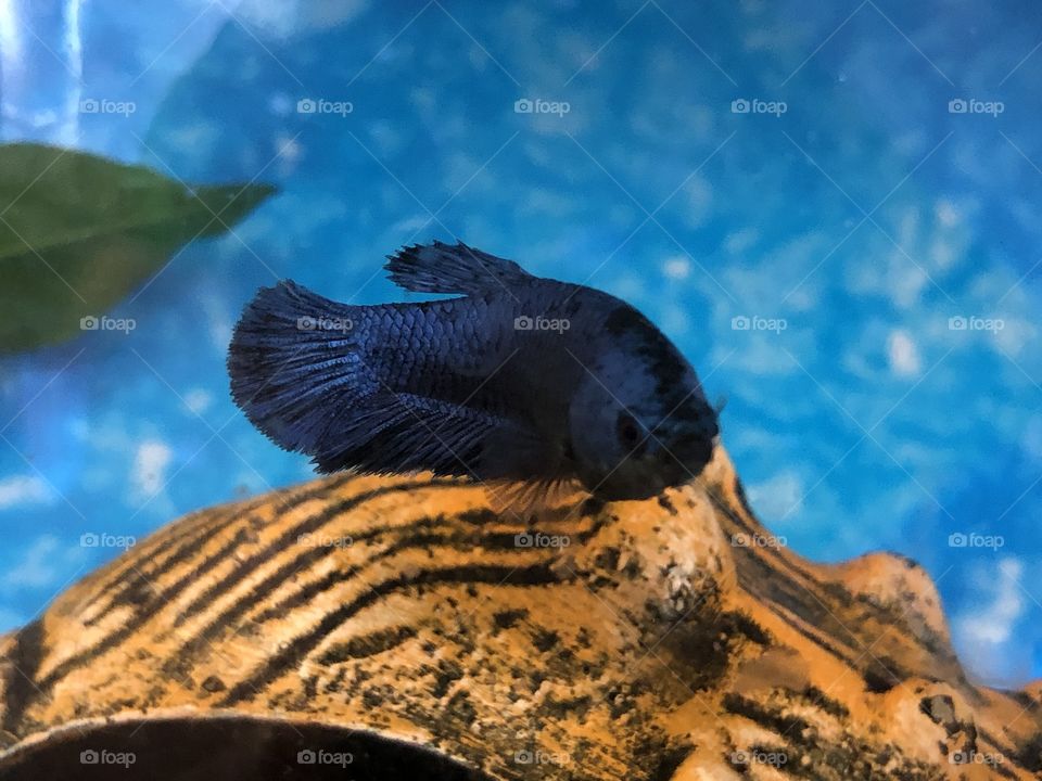 Fishing in the Aquarium?!?! No... only photographing some beautiful fishes. So colorful... It looked like they were posing for the click...