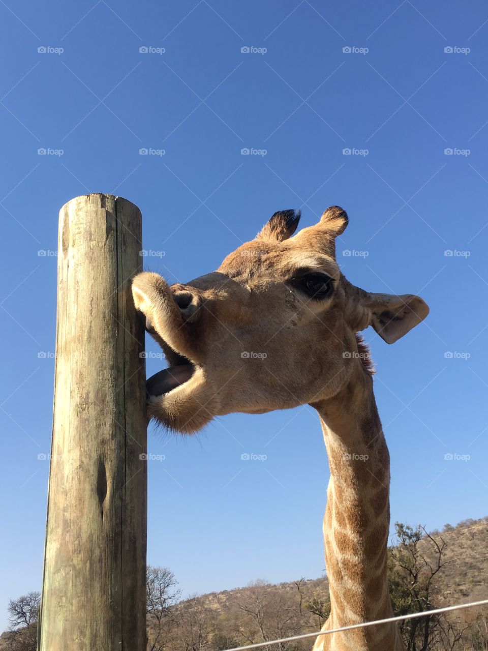 Giraffe loves pole