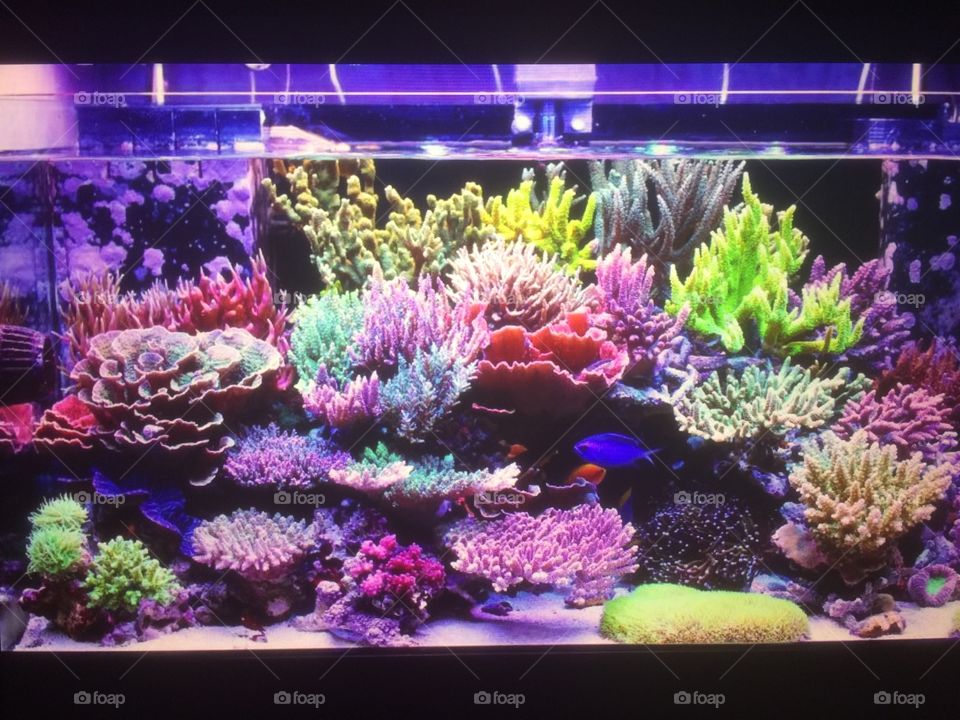 Fish tank
