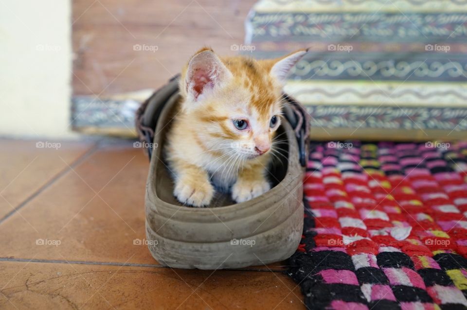 kitten playing in sandal