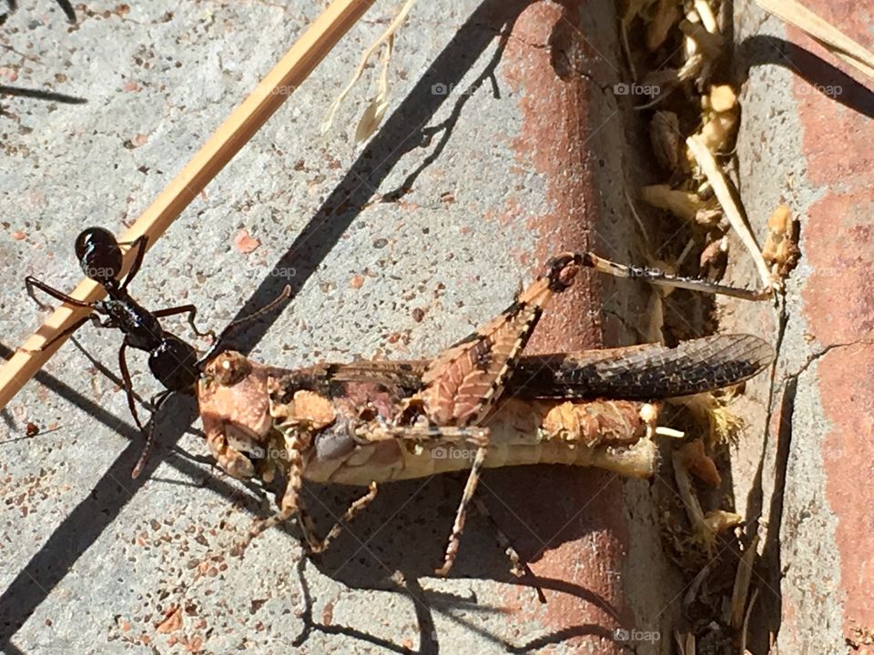 Worker ant carrying dragging  large dead grasshopper 