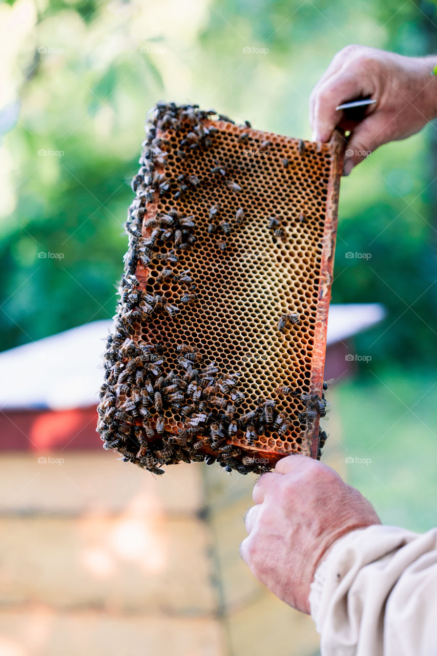 Beekeeper working in apiary, drawing out the honeycomb with bees and honey on it from a hive . Real people, authentic situations