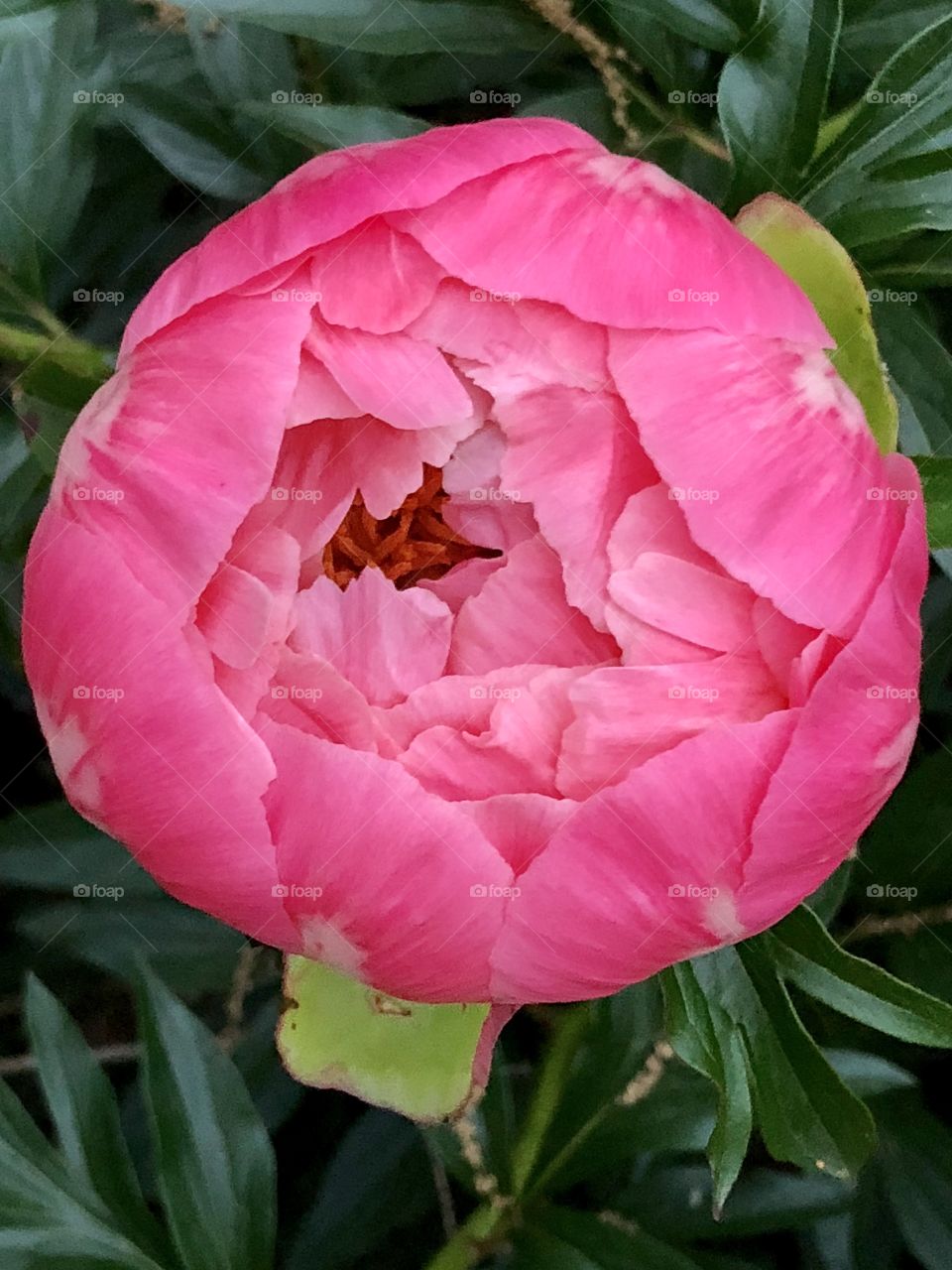 Pink peony